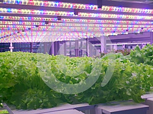 Fresh Vegetables are growing in indoor farm/vertical farm.