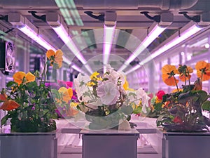 Fresh Vegetables are growing in indoor farm/vertical farm.