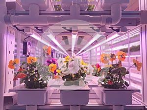 Fresh Vegetables are growing in indoor farm/vertical farm.