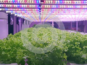 Fresh Vegetables are growing in indoor farm/vertical farm.