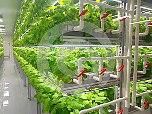 Fresh Vegetables are growing in indoor farm/vertical farm.