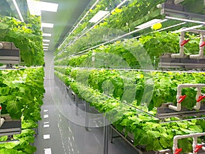 Fresh Vegetables are growing in indoor farm/vertical farm.