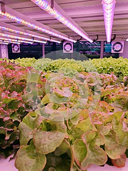 Fresh Vegetables are growing in indoor farm/vertical farm.