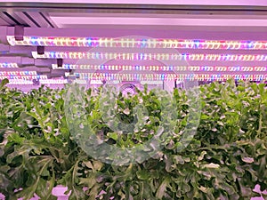 Fresh Vegetables are growing in indoor farm/vertical farm.