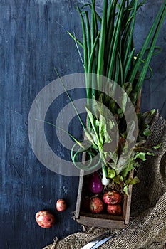 Fresh vegetables ingredients for cooking on dark background, top view, place text