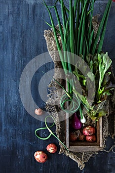 Fresh vegetables ingredients for cooking on dark background, top view, place text