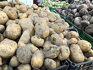 Fresh vegetables, potatoes on shelves in supermarket