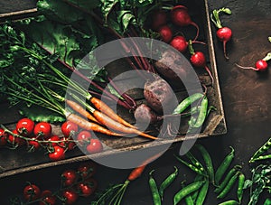 Fresh vegetables, radish, tomato, carrot, beetroot, peas in wooden box on dark background. Freshly bunch harvest. Healthy organic