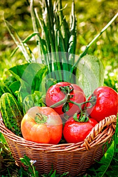 Fresh vegetables in weaved basket