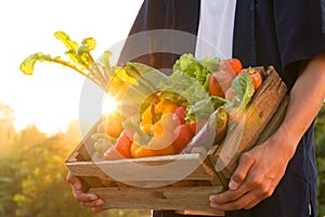 Fresh vegetables in wood box holding by farmer at beautiful sunset, Vegetable garden and healthy eating concept