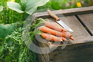 Fresh vegetables on a wooden box in the home garden. Green background from flowers and grass. Organic fresh vegetables. Carrots, c