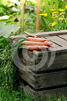 Fresh vegetables on a wooden box in the home garden. Green background from flowers and grass. Organic fresh vegetables. Carrots, c