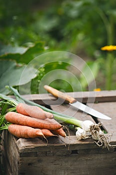 Fresh vegetables on a wooden box in the home garden. Green background from flowers and grass. Organic fresh vegetables. Carrots, c