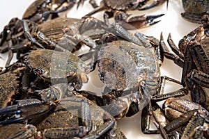 Fresh Velvet crab for sale in the market. Necora puber