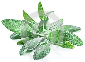 Fresh velvet leaves of garden sage on the white background.