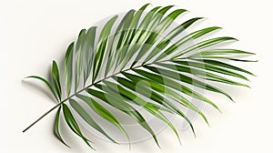 A fresh, verdant coconut or date palm leaf showcases its intricate textures and shades of green.