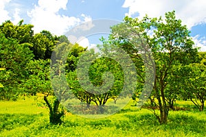 Fresh verdure against blue sky with clouds