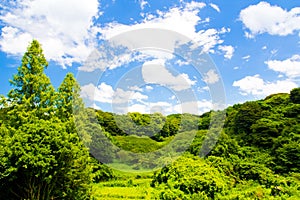 Fresh verdure against blue sky with clouds