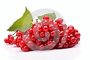 Fresh viburnum berry clusters accompanied by vibrant leaves. Red berries of viburnum isolated on white background