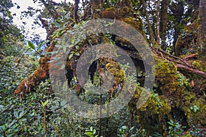 The fresh view of mossy forest