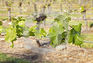 Fresh vine shoots climbing on wire in organic vineyard with blurred background