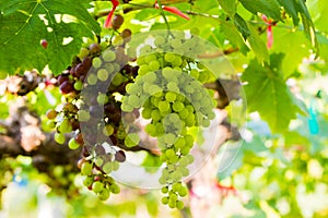 Fresh vineyards,Grape farm.