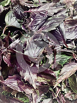 Fresh violet basilic plant