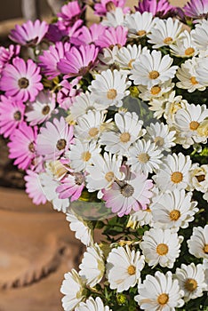 The fresh violet and white Florist's Mum in the garden