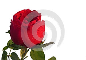 Red rose with leafs water droplet isolated on white background