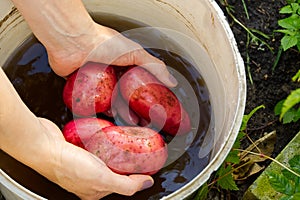 Fresh wahed red Potato Harvest time. homemade sprouted potatoes in your garden. Home gardening or eco growing concept.