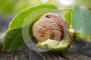 Fresh walnut in the shell with part of green husk