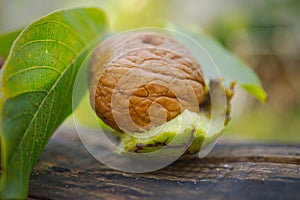 Fresh walnut in the shell with part of green husk