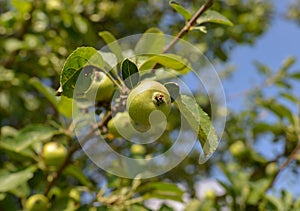 Fresh walnuts on tree