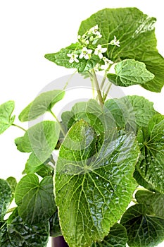 Fresh wasabi leaves with blossoms