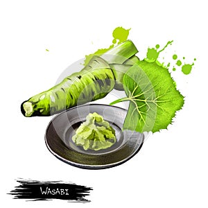 Fresh wasabi root, raw wasabi for japanese food. Japanese horseradish, condiment for sushi, sashimi on the plate isolate on white