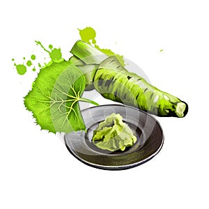 Fresh wasabi root, raw wasabi for japanese food. Japanese horseradish, condiment for sushi, sashimi on the plate isolate on white