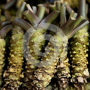 Fresh wasabi roots