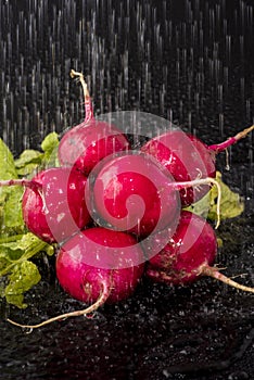 Fresh washed radishes