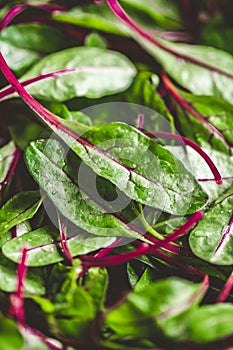 Fresh washed swiss chard leaves in a metal colander