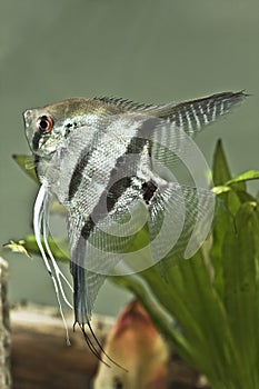 Fresh water Angel fish - Pterophyllum scalare photo