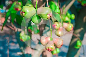 Fresh water apple or rose apple fruit hanging on tree