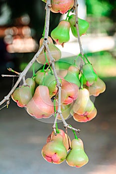 Fresh water apple or rose apple fruit hanging on tree