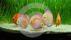 Fresh water aquarium with Amazonian tropical fish species - exotic discus