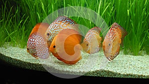 Fresh water aquarium with Amazonian tropical fish species - exotic discus