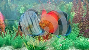 Fresh water aquarium with discus fish