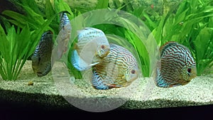 Fresh water aquarium with discus fish & x28; amazon fish and plants species& x29;