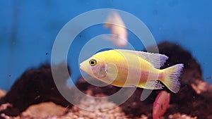 Fresh water aquarium yellow fish Flimsy Yellow Fish