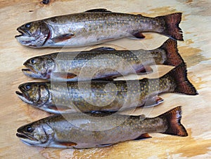 Fresh from the water brook trout