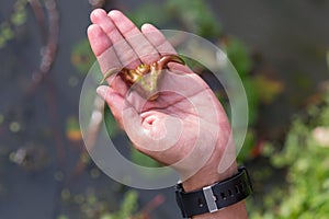 Fresh water chestnut seed