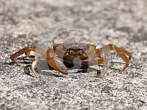 A fresh water crab in defensive